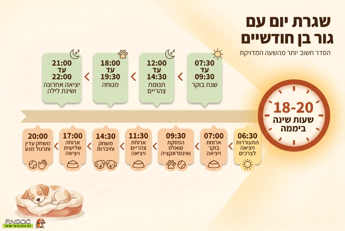 שגרת יום עם גור בן חודשיים - מה לצפות?