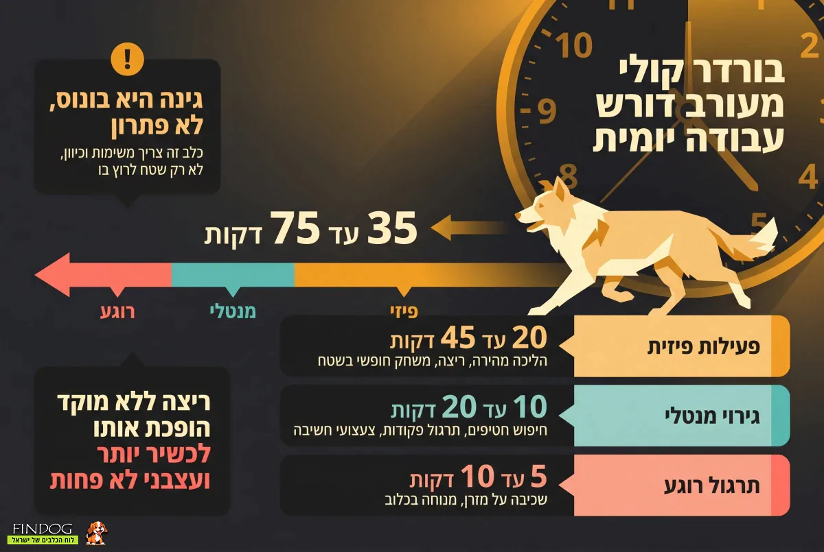בורדר קולי מעורב דורש עבודה יומית