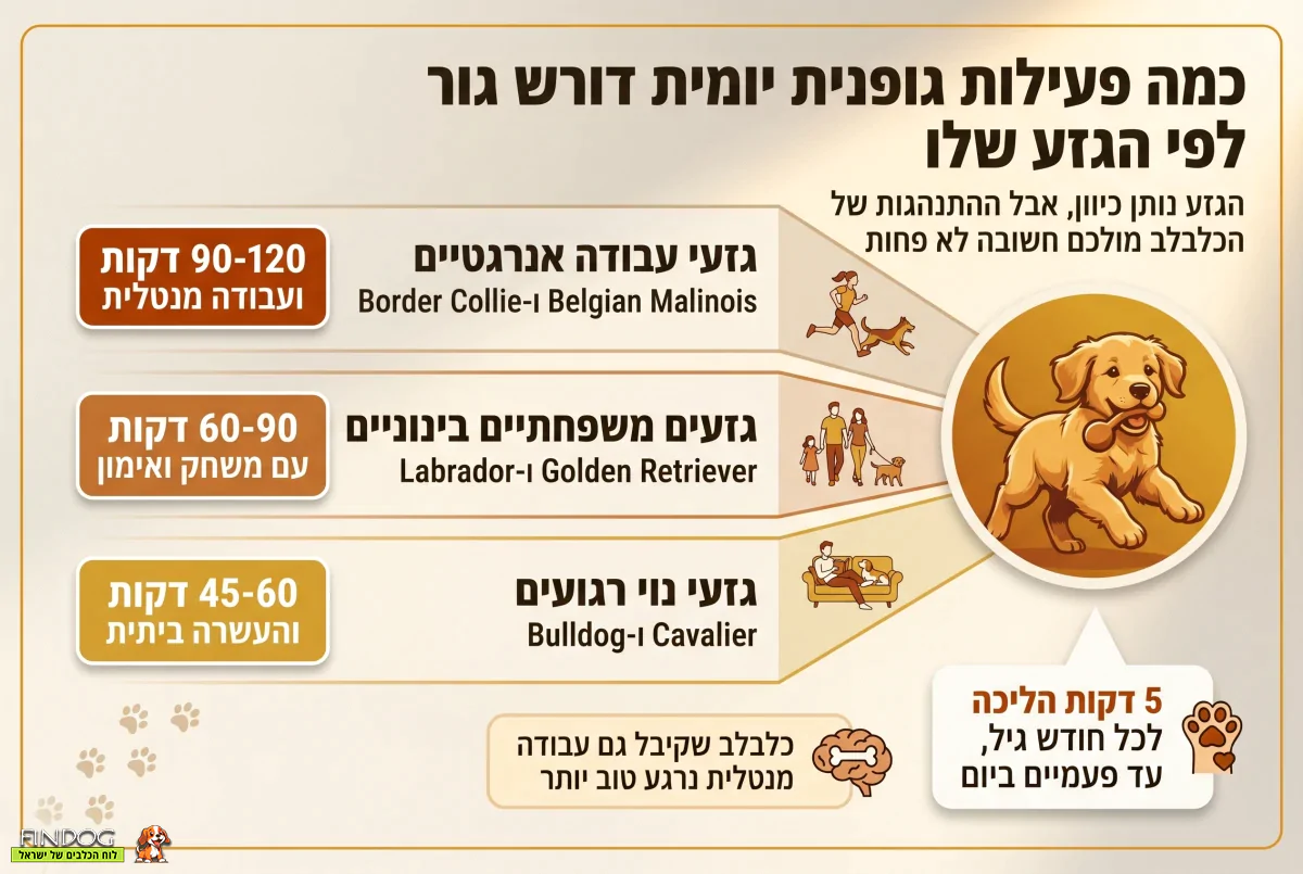 כך תבדקו רמת אנרגיה של גור לפני הרכישה