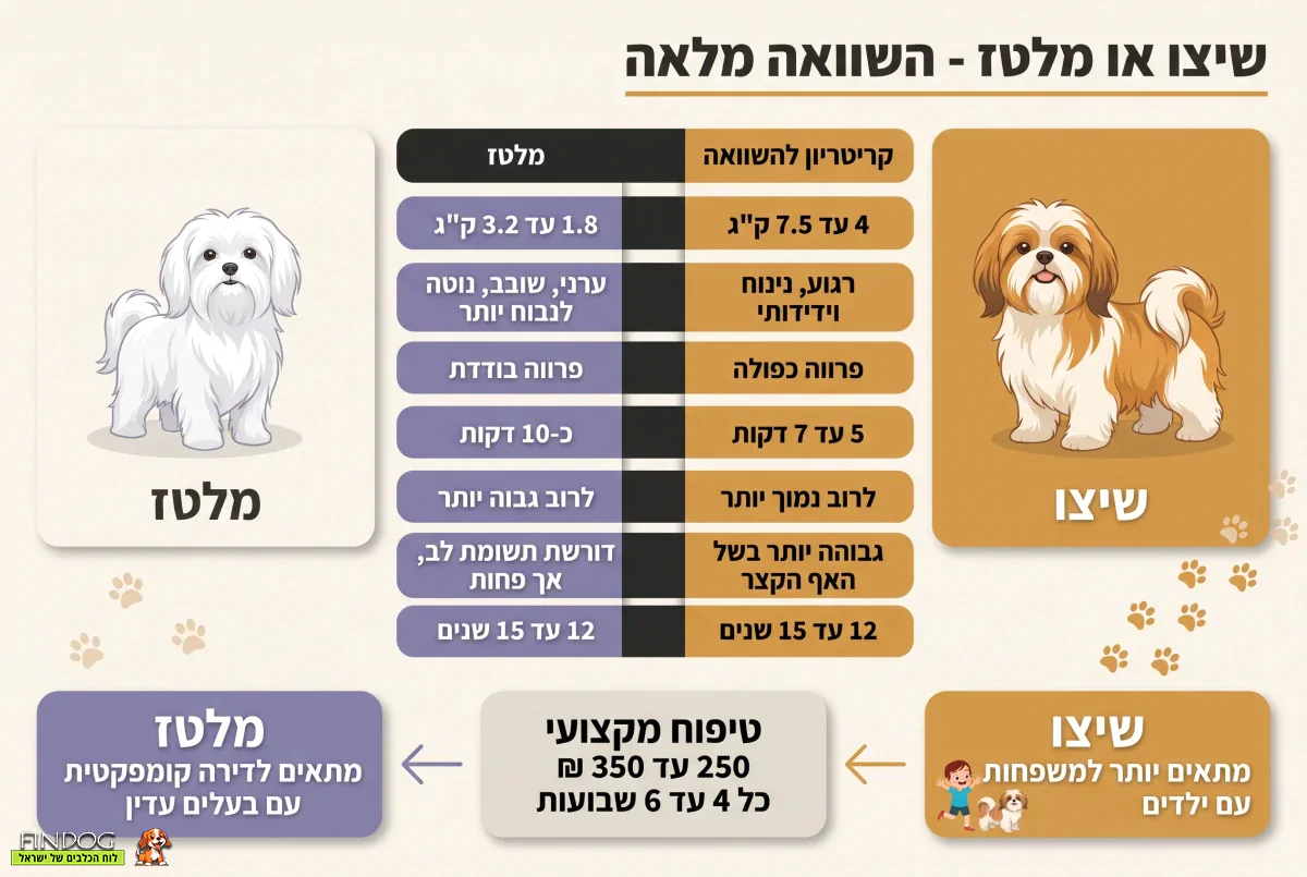 שיצו או מלטז - איזה כלב מתאים לדירה בישראל