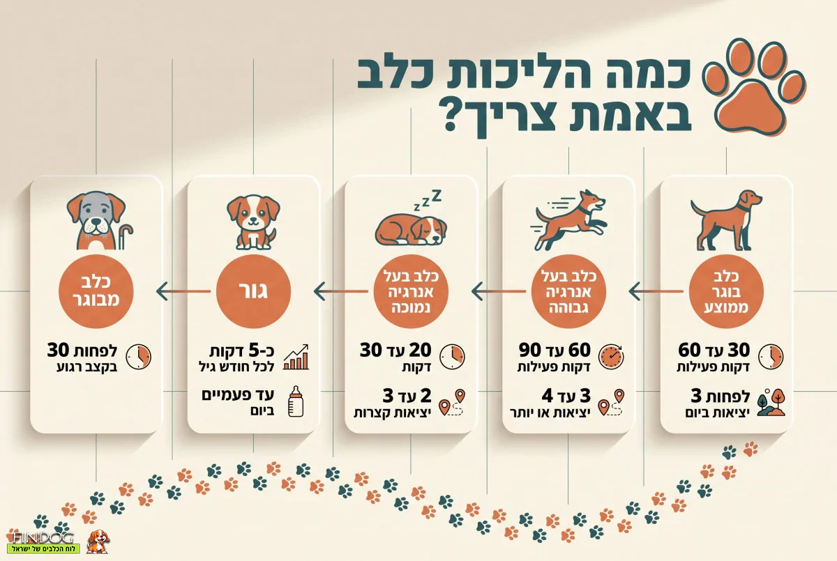 כמה הליכות כלב באמת צריך - לפי גודל, גזע ואנרגיה