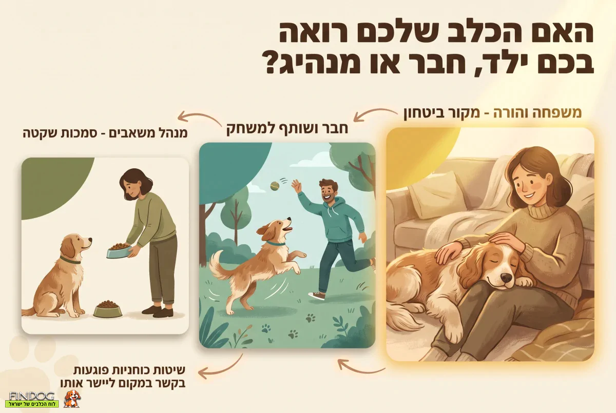 האם הכלב שלכם רואה בכם ילד, חבר או מנהיג