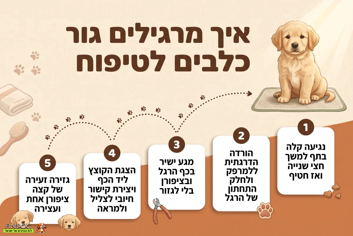 איך מרגילים כלב גור לטיפוח בשבועות הראשונים לחייו