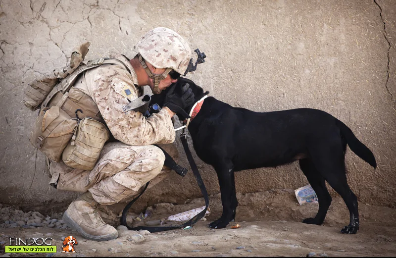 כלב צבאי