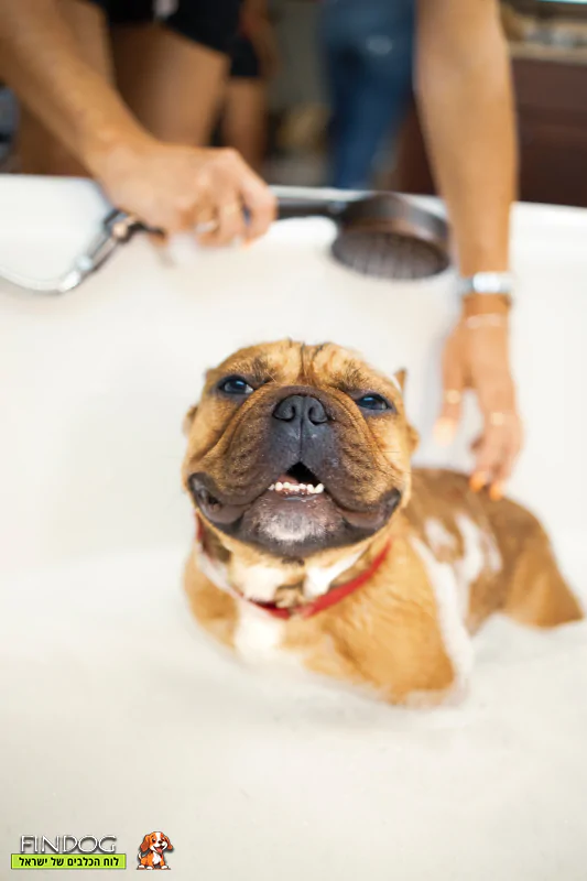 כלב נהנה להתקלח