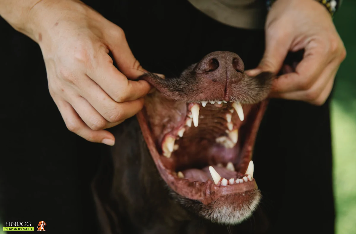 שיניים בריאות אצל כלב