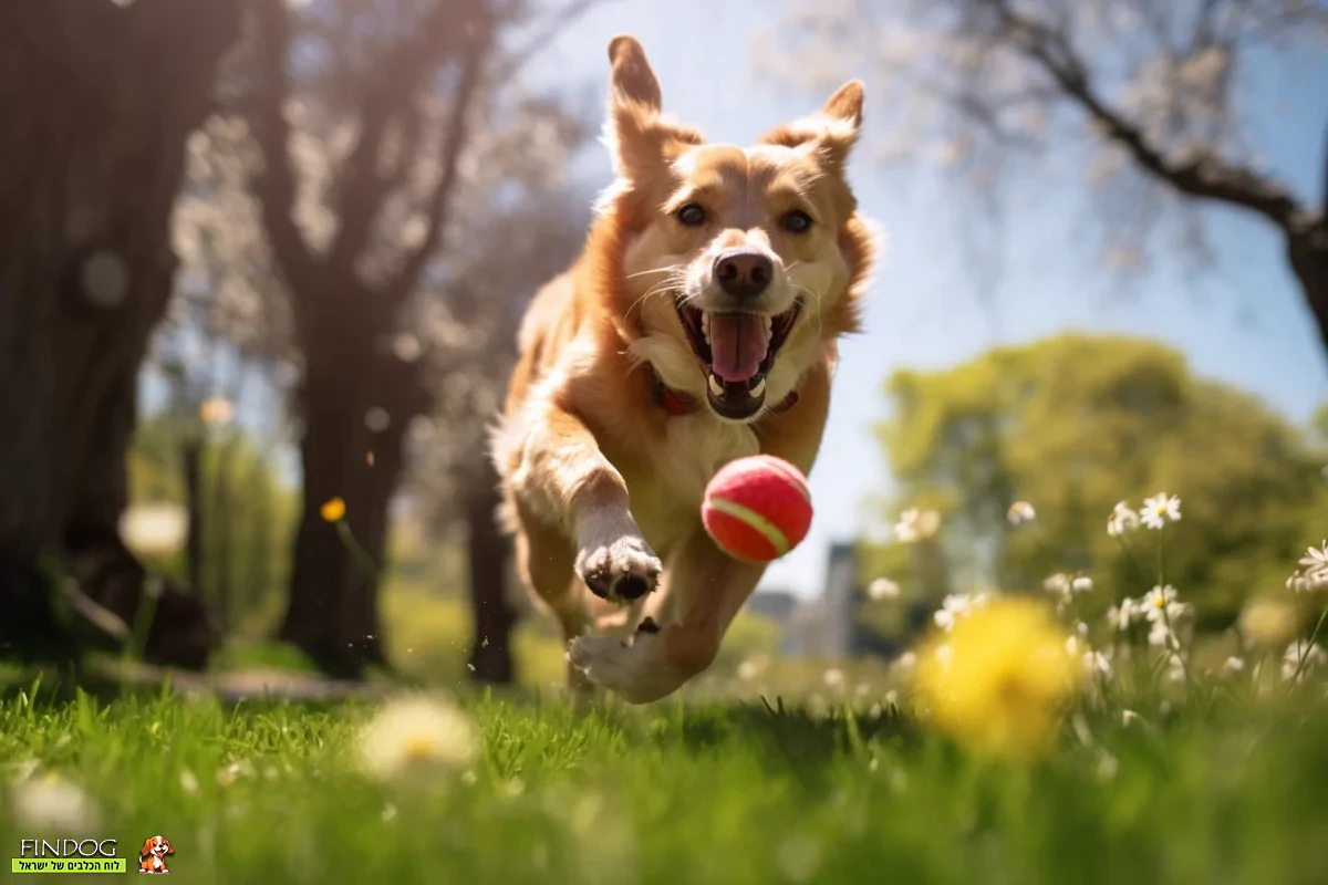 כלב משחק בגינה עם כדור